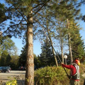 Bäume stutzen Gartenservice kompostieren.at