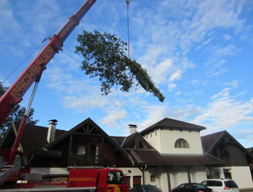 Baumfällung Mondsee