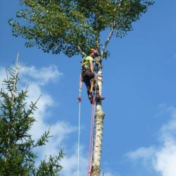 Schwaighofer Mondsee Baumservice (3)